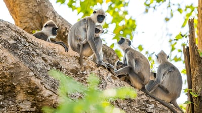 Safari Privé au Parc National d'Udawalawe