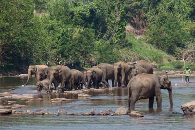 Pinnawala Elephant Orphanage and Village Tour from Colombo City
