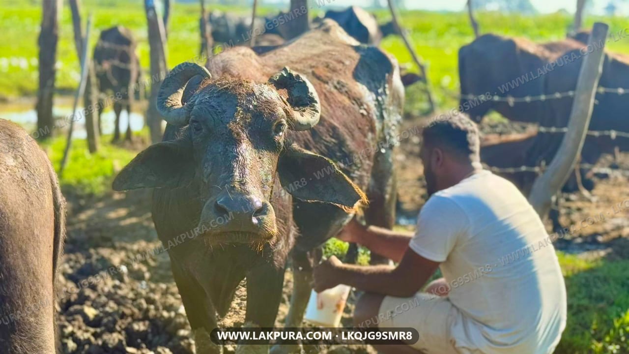 Experiência de Processamento de Iogurte a partir de Tissamaharama - person hand-feeding curd to elephant in outdoor farm setting