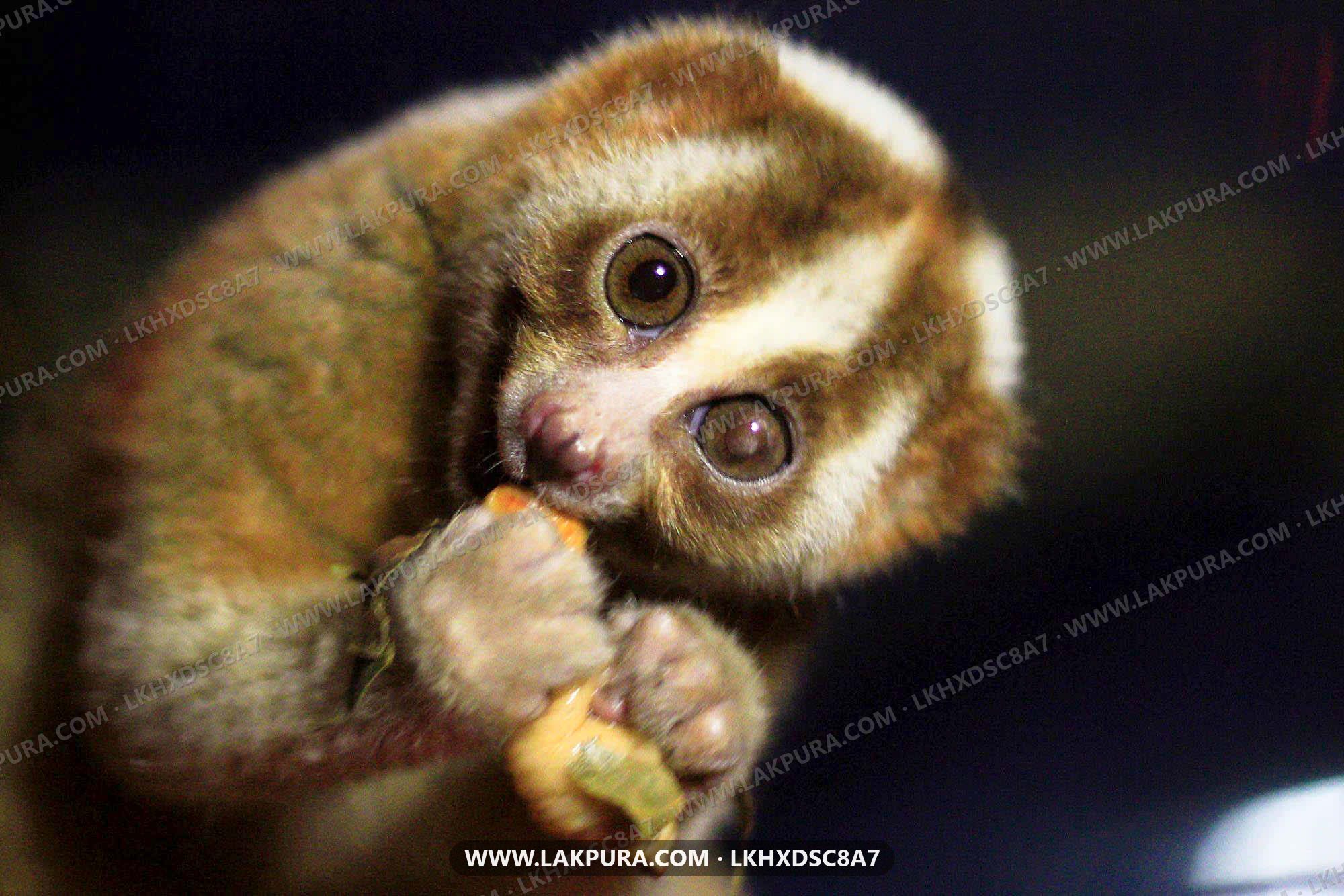 Loris Watching from Sigiriya City