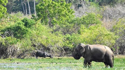2 Ancient Kingdoms from Kandy City - elephant with calf grazing in lush wetland vegetation